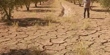 Campo árido con tierra agrietada y cultivos marchitos bajo un sol implacable en España.